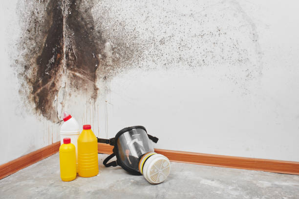 Best Mold Remediation Experts  in Teague, TX
