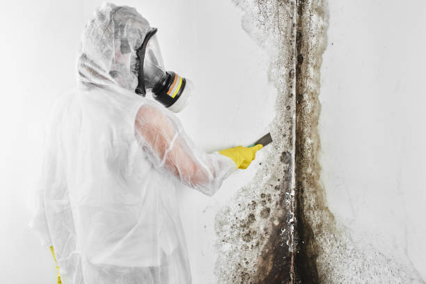 Certified Mold Removal in Teague, TX