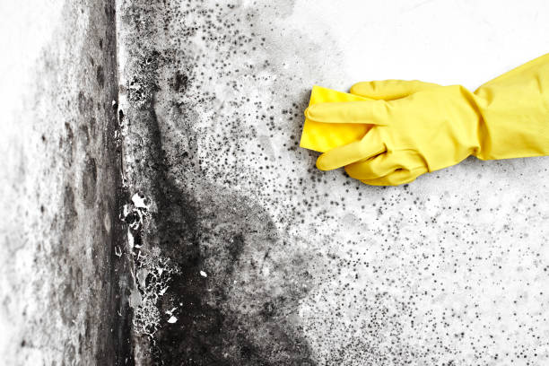 Best Mold Remediation  in Teague, TX
