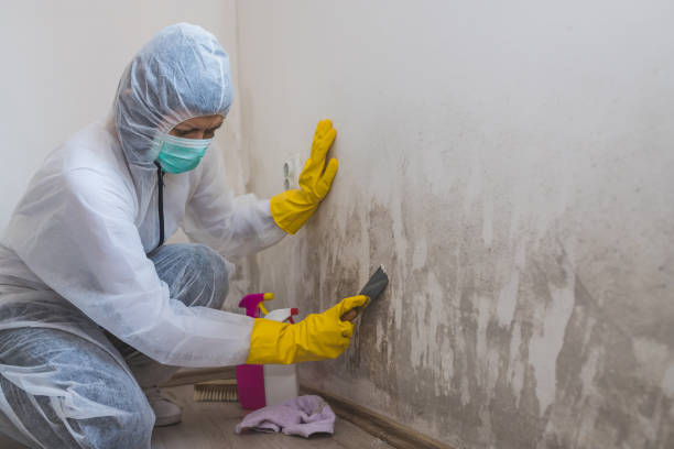 Best Attic Mold Removal  in Teague, TX