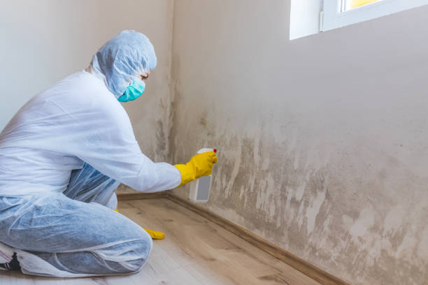 Best Mold Inspection  in Teague, TX