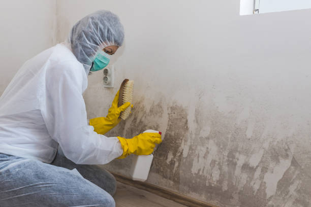 Best Mold Removal Company Near Me  in Teague, TX