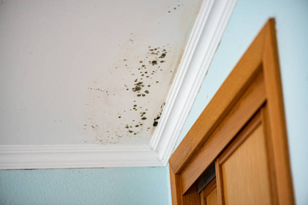 Best Emergency Mold Removal  in Teague, TX