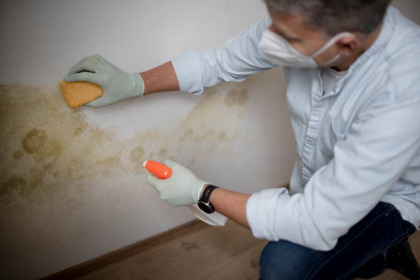 Best Mold Cleaning Services  in Teague, TX