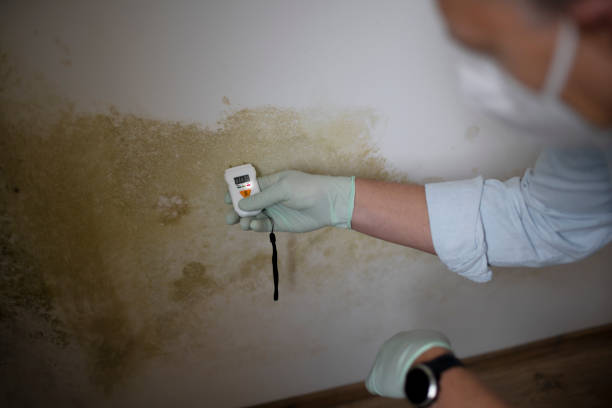  Teague, TX Mold Removal Pros