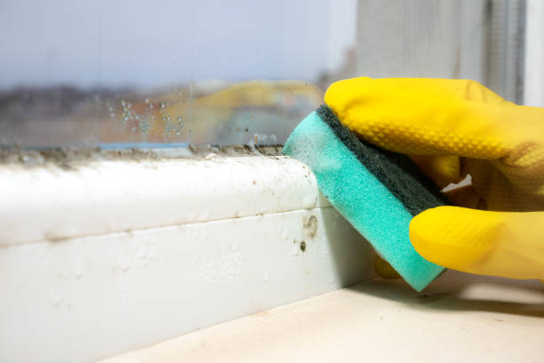 Professional Mold Removal in Teague, TX