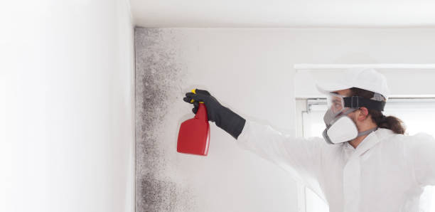 Best Mold Removal and Inspection  in Teague, TX