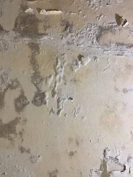 Best Mold Testing  in Teague, TX