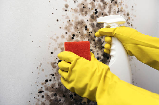 Best Mold Testing  in Teague, TX