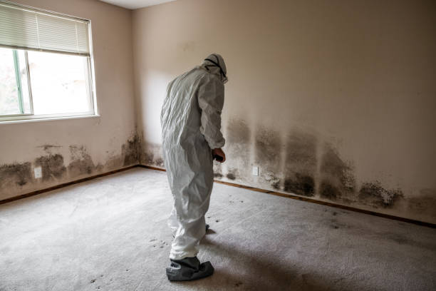 Best Affordable Mold Removal  in Teague, TX