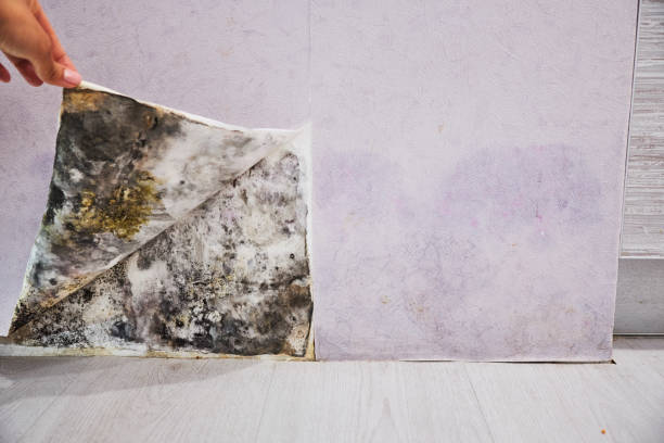 Mold Removal and Inspection in Teague, TX